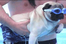 Musculation et natation, un cocktail gagnant ! 6 giphy 1 - Musculation et natation, un cocktail gagnant ! - juillet 1, 2025 - Objectif Musculation - Natation,Muscu natation,muscu,Musculation