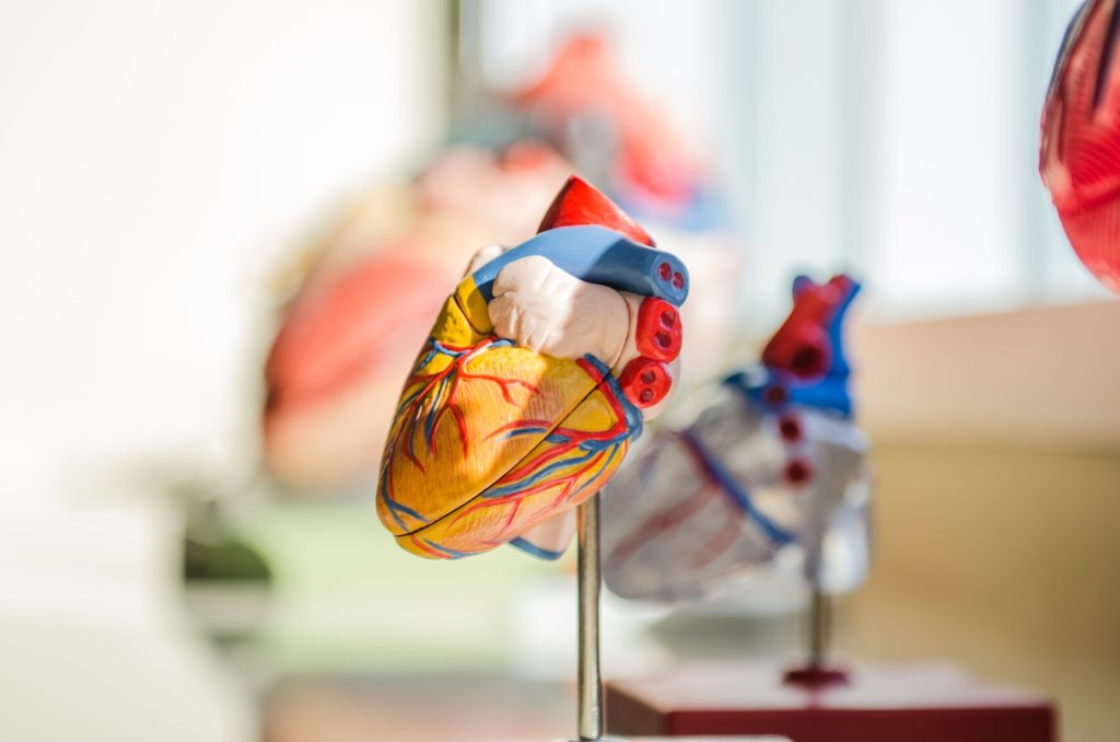 Surentraînement musculation et sport 6 selective focus photography of heart organ illustration