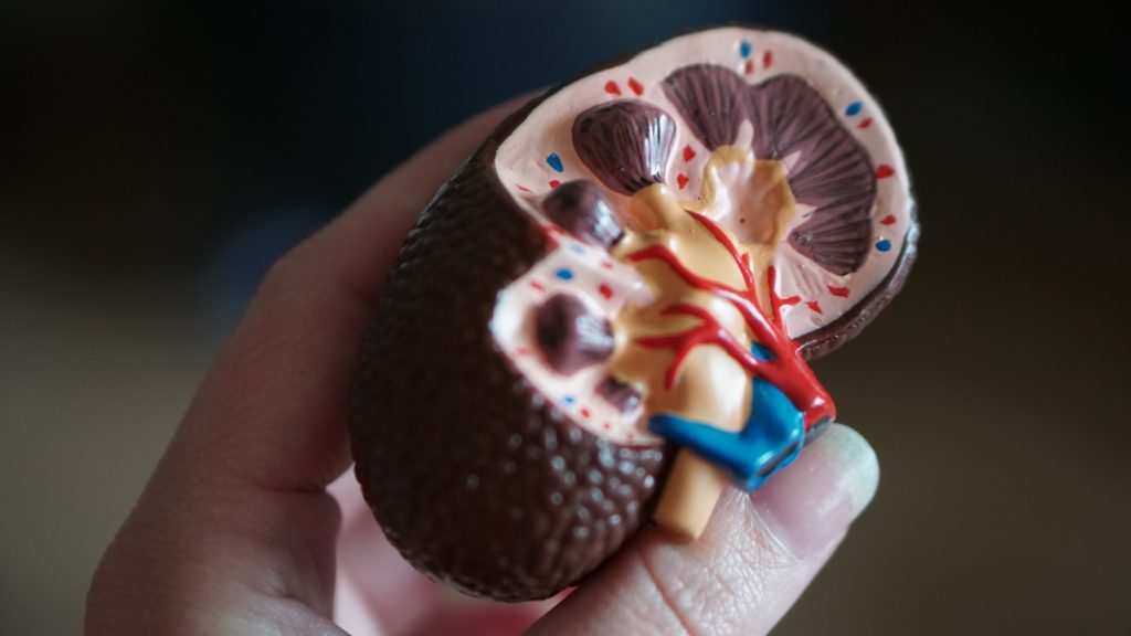 Creatine effets secondaire et dangers : la vérité 7 kidney scale model in hand